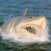 Trailer 'Jaws goes to the Bahamas': Het verhaal achter een van de slechtste sequels aller tijden