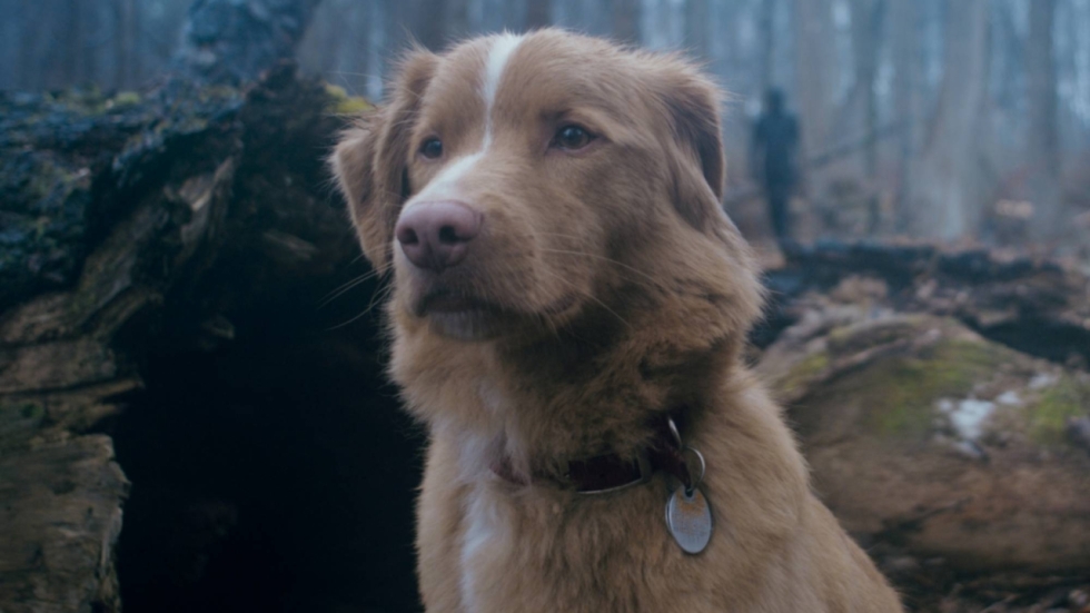 'Good Boy'-regisseur filmde zijn hond drie jaar lang om de griezelige film te maken