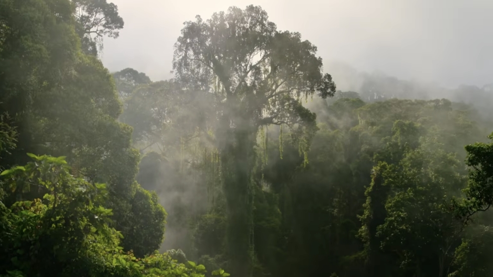 Vandaag is het 'Earth Day': deze unieke natuurfilm is vanaf nu alleen te zien op Disney+