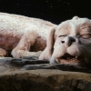 The NeverEnding Story