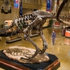 Night at the Museum