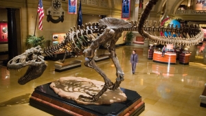 Night at the Museum