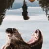Grizzly Night