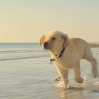 Marley & Me troeft Benjamin Button af