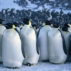 March of the Penguins