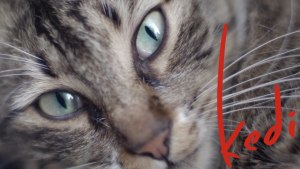 Kedi (2016) video/trailer