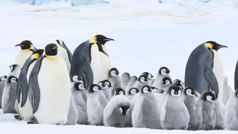 March of the Penguins 2