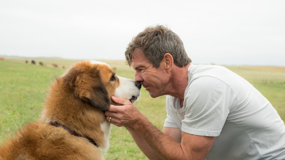 A Dog's Purpose