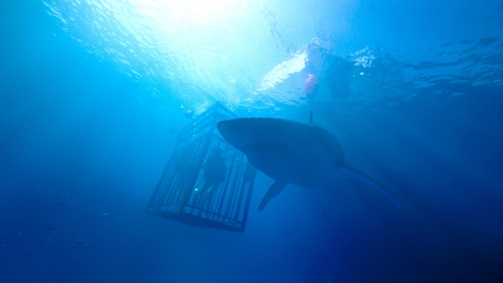 Haaienfilm '47 Meters Down' krijgt vervolg '48 Meters Down'