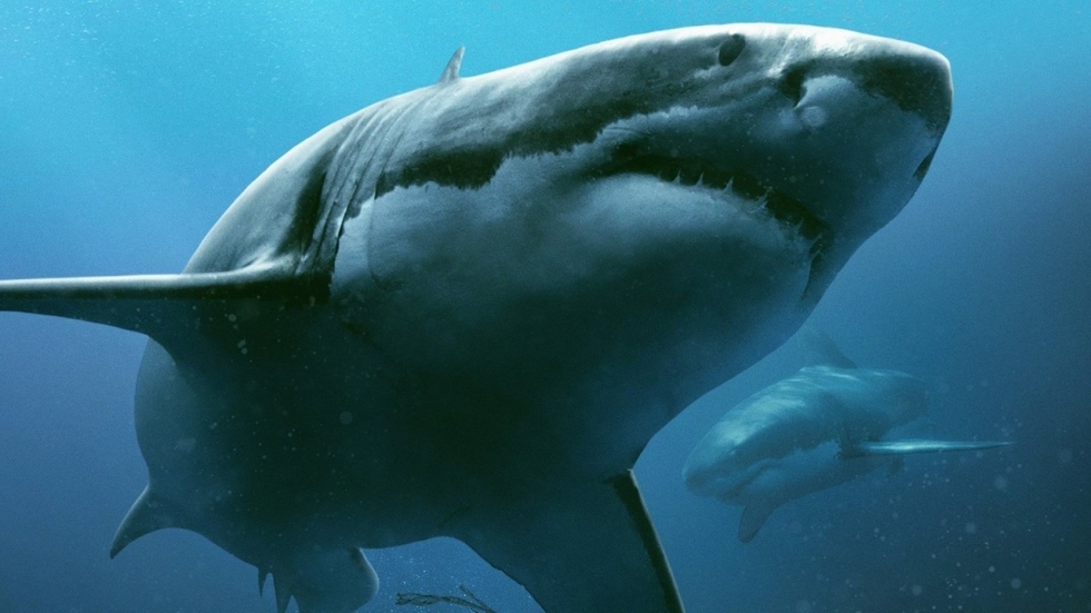 Claustrofobische trailer haaien-thriller '47 Meters Down: Uncaged'