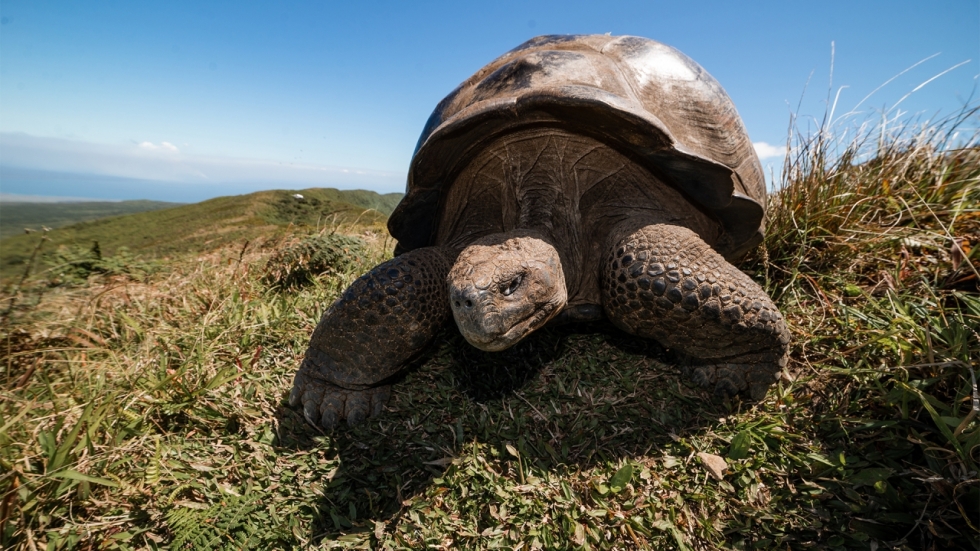 Galapagos: Hope for the Future