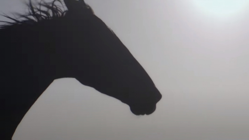 Kate Winslet is een paard in trailer 'Black Beauty' van Disney+