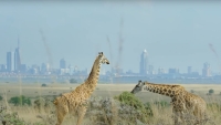De legendarische Sir David Attenborough bereikt flinke mijlpaal en heeft van één ding spijt