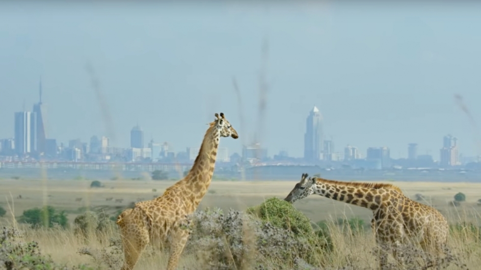 Netflix toont nieuwe documentaire met David Attenborough: 'Breaking Boundaries: The Science of Our Planet'