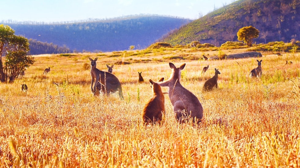 Kangaroo Valley [Netflix]