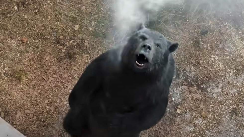 'Cocaine Bear' onthult plotdetails over 's werelds meest ontspoorde drugsbeer