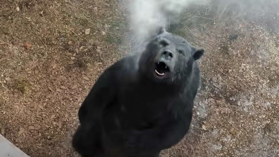 Gewelddadige en briljante clip 'Cocaine Bear' met heftige achtervolgingsscène