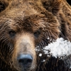 Recensie 'Cocaine Bear': "Het meeste budget ging waarschijnlijk naar de beer!"