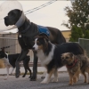 De viervoetige sterren in nieuwe comedy 'Doggy Style' zijn allemaal echt