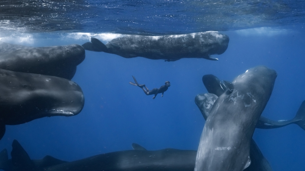 'Patrick and the Whale': prachtige beelden vertellen weinig maar spreken boekdelen